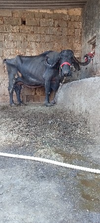 ભેંસ વેચવાની છે