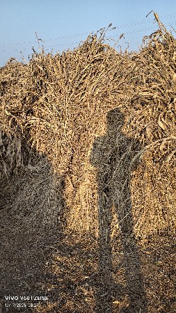 જુવાર ના પુરા વેચવાના છે