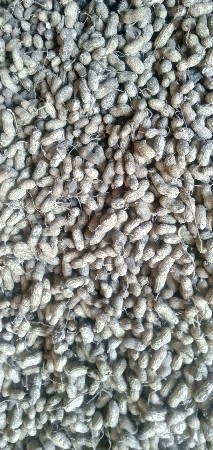 માંડવી વૈશવાની છે