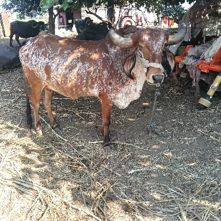 थंबनेल 2