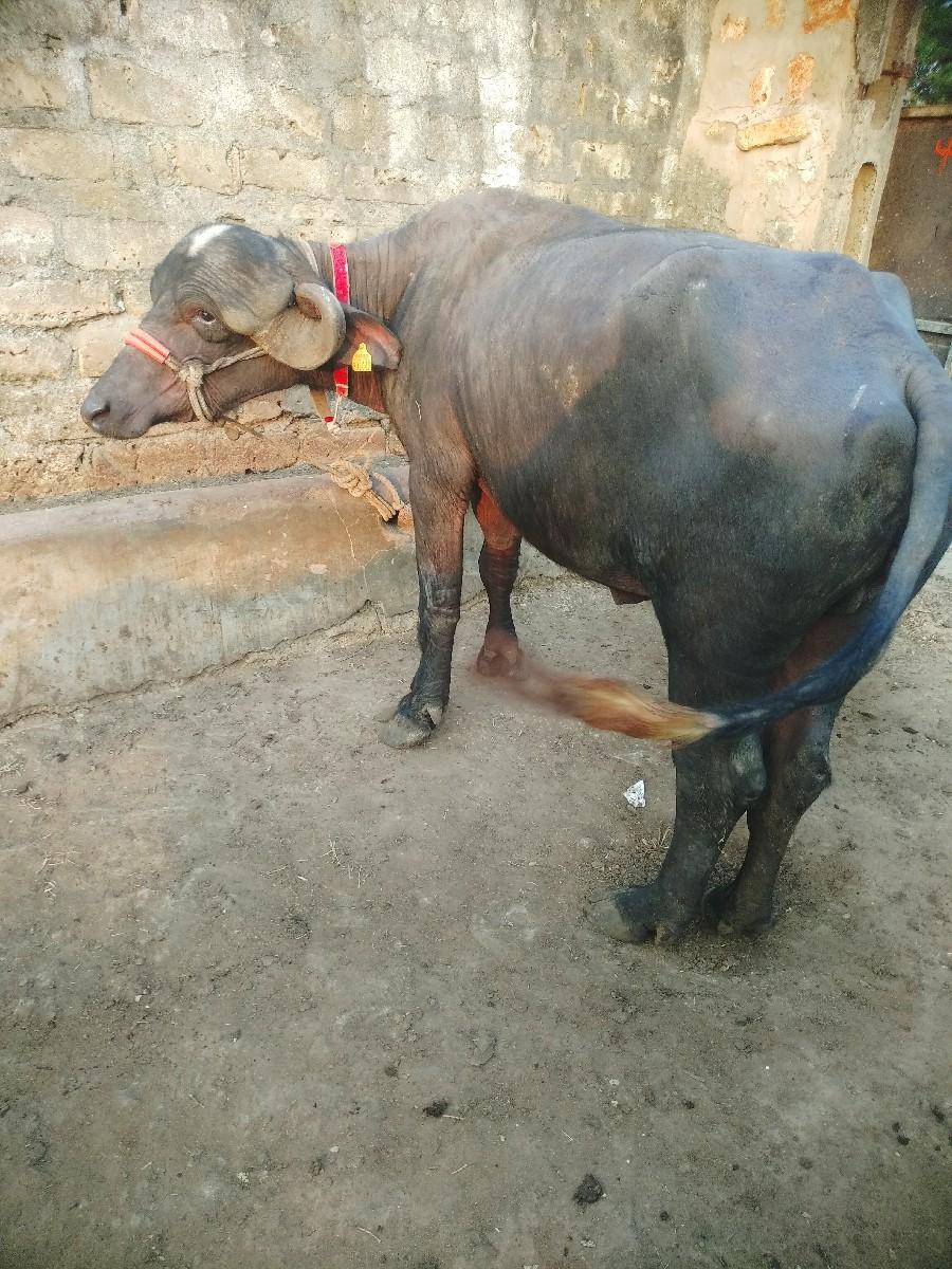 થંબનેલ 2