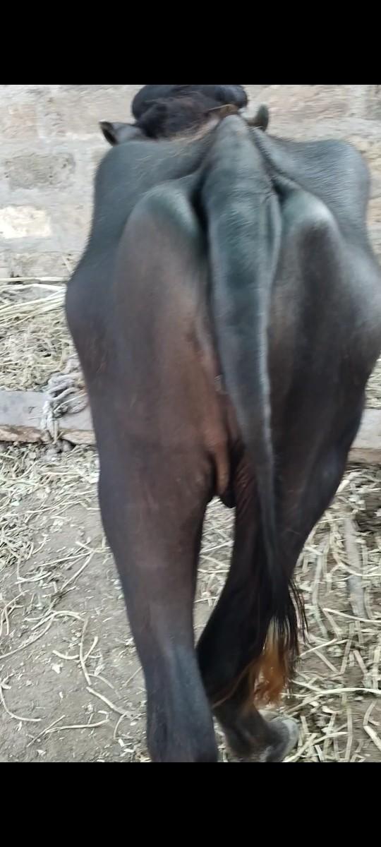 થંબનેલ 2