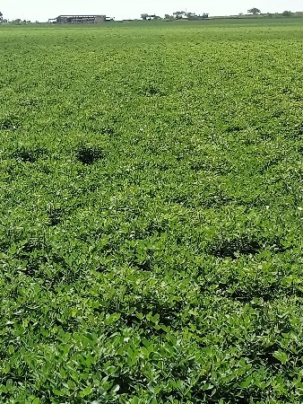 22 nabar bhuko vechava no chhe