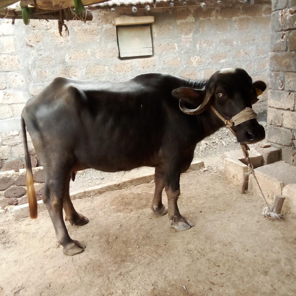 2 વેતર ખડેલી