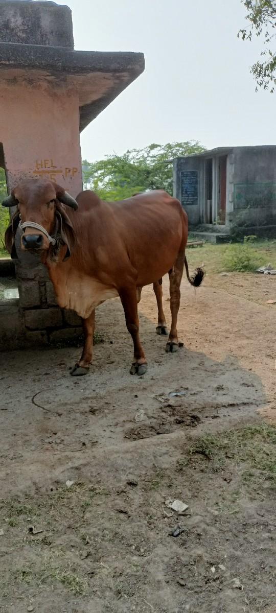 થંબનેલ 3