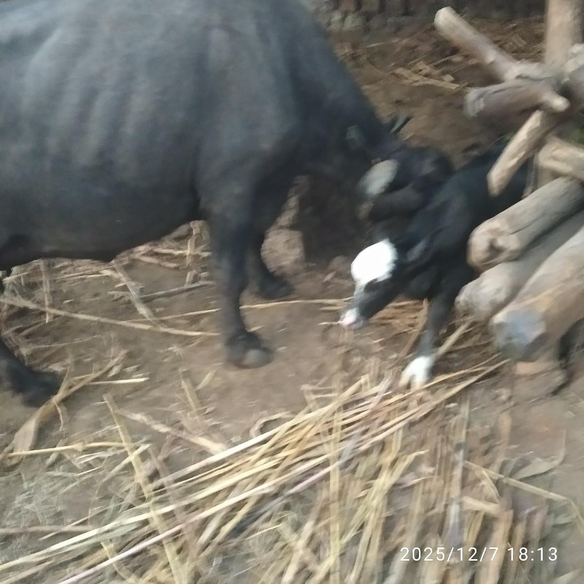 વેચવા ની છે