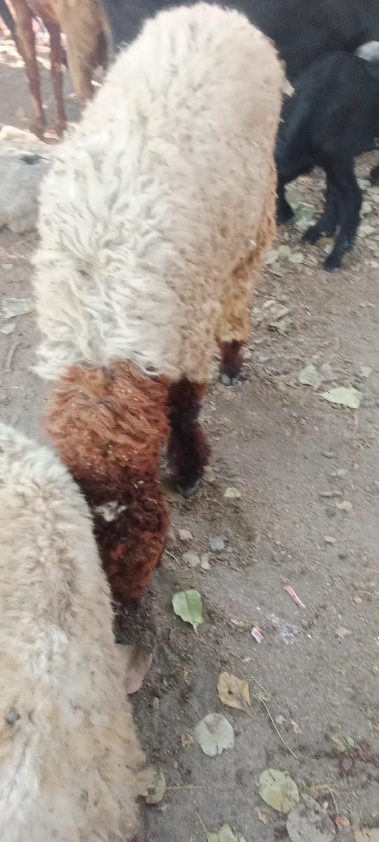 थंबनेल 2