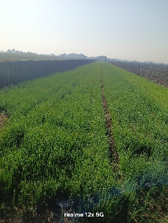 પીળીપતી