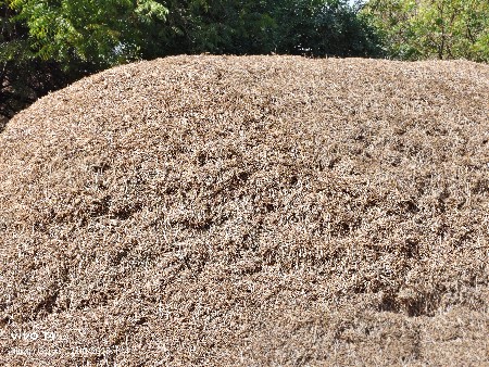 માંડવીનો ભુકો