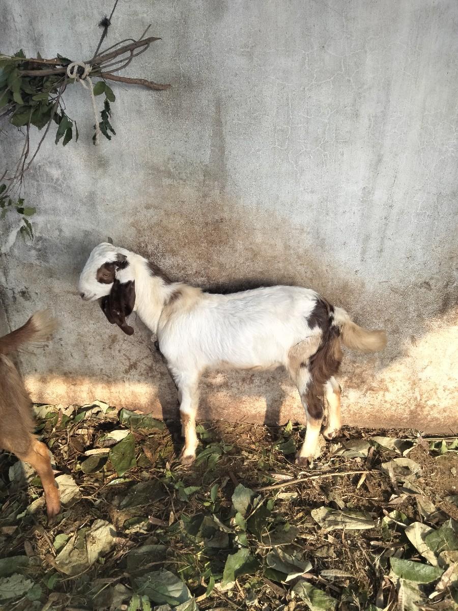 थंबनेल 2