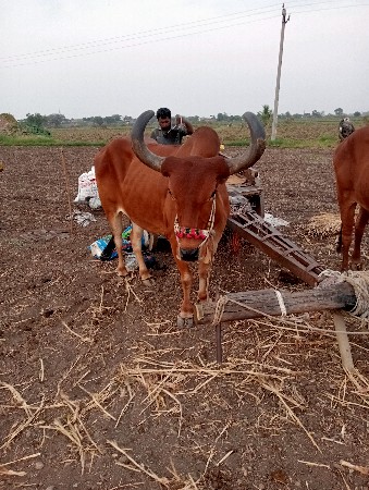 બળદ વેશવાના છે ધર 3