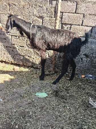 થંબનેલ 2