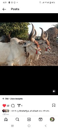 આ બળદ વેસવાના છે