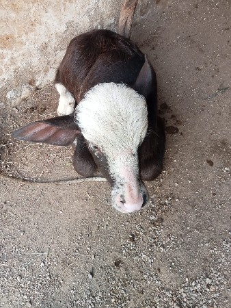 થંબનેલ 2