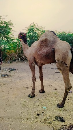 ઊંટગાડી વેચવાની છે