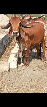 3 ગીર ગાય વેચવાની છે