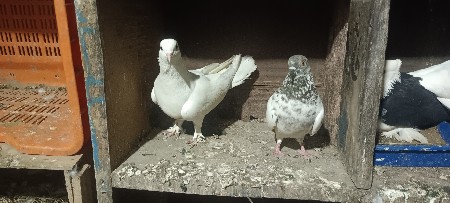 વેચવાની છે