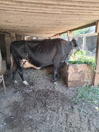 gir.cors.gay.vecvanise