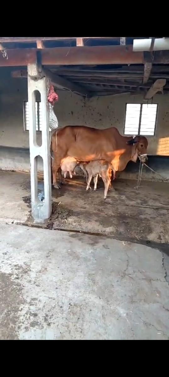 થંબનેલ 2