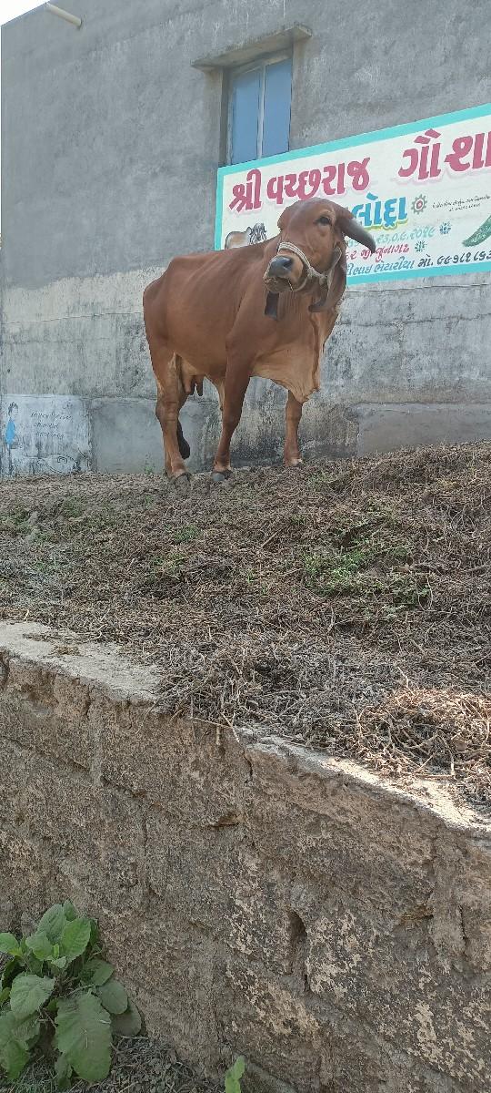 થંબનેલ 2