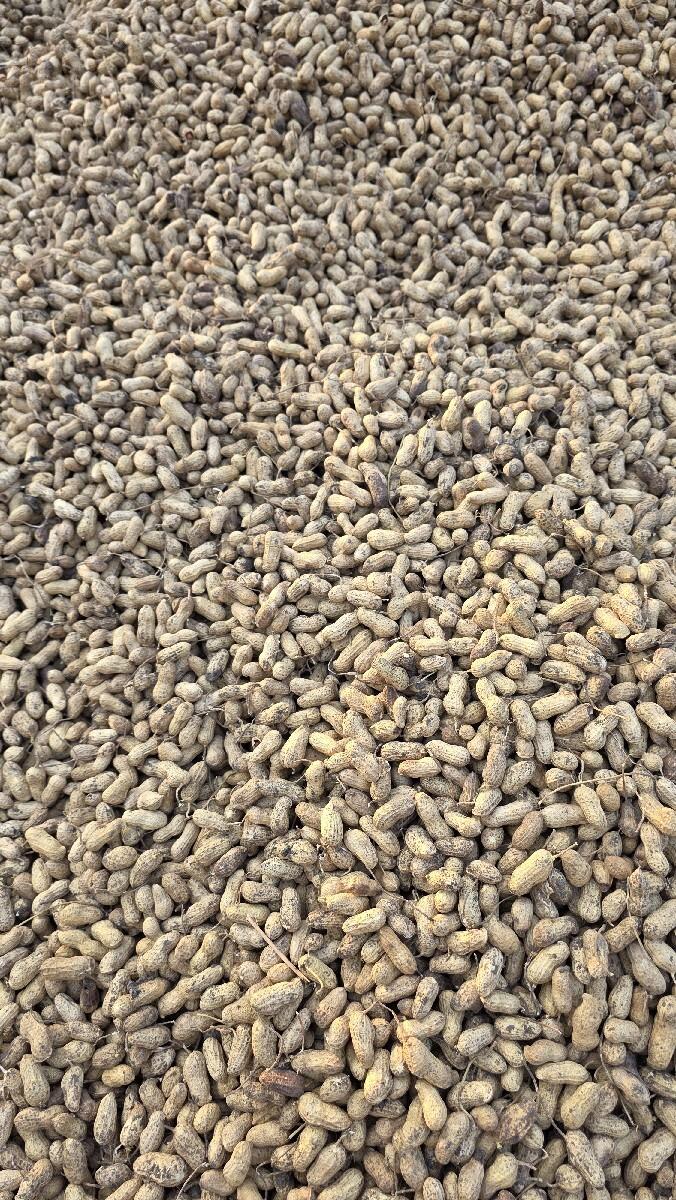 મગફળી G22 નંબર બિયારણ વેશવાની છે