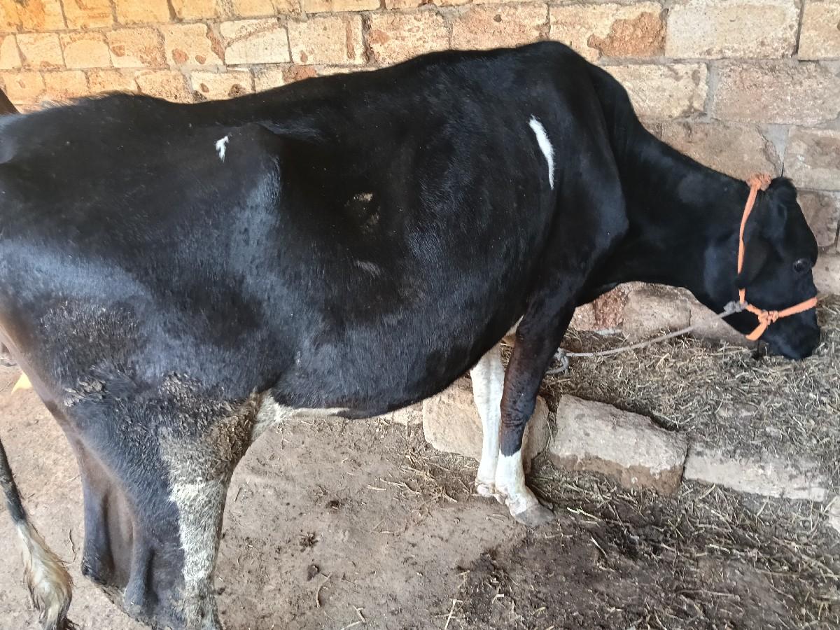 H F ગાય વેસવાની  છે