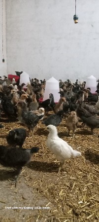 35 divas na  che 400