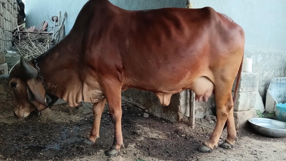 ગાય વેચવાની છે