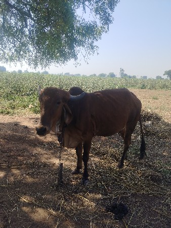 थंबनेल 2