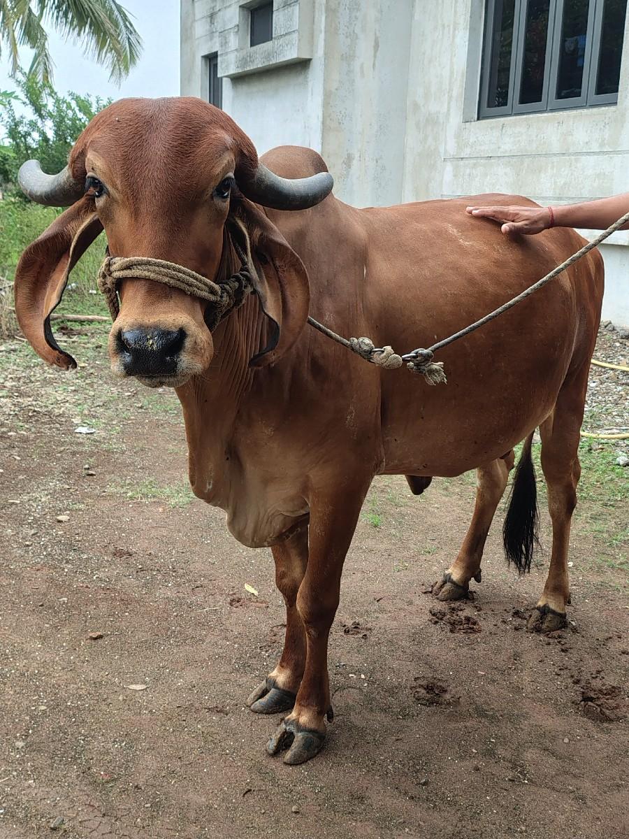 થંબનેલ 2