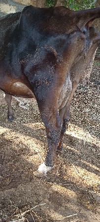 hf ગાય વેચવાની છે