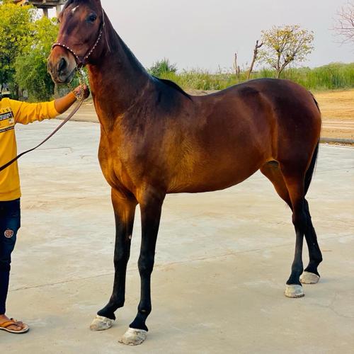 મારવારી ધોડી લેવા ની છે