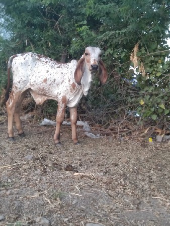 વાછડો આપવાનો છે.