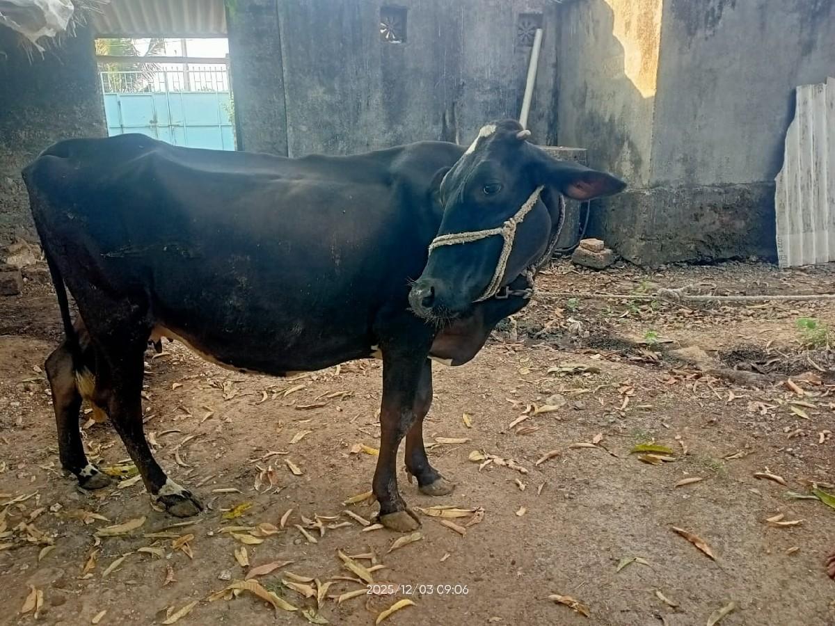 થંબનેલ 2