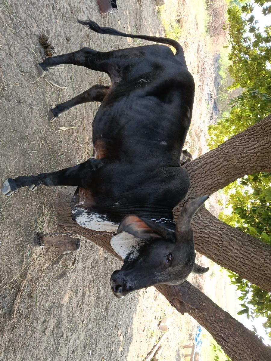 थंबनेल 2