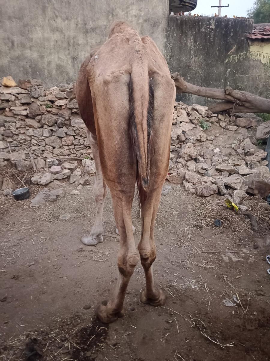 थंबनेल 3