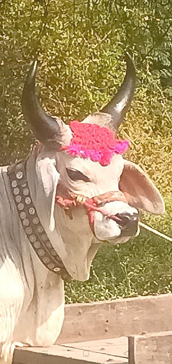 थंबनेल 2