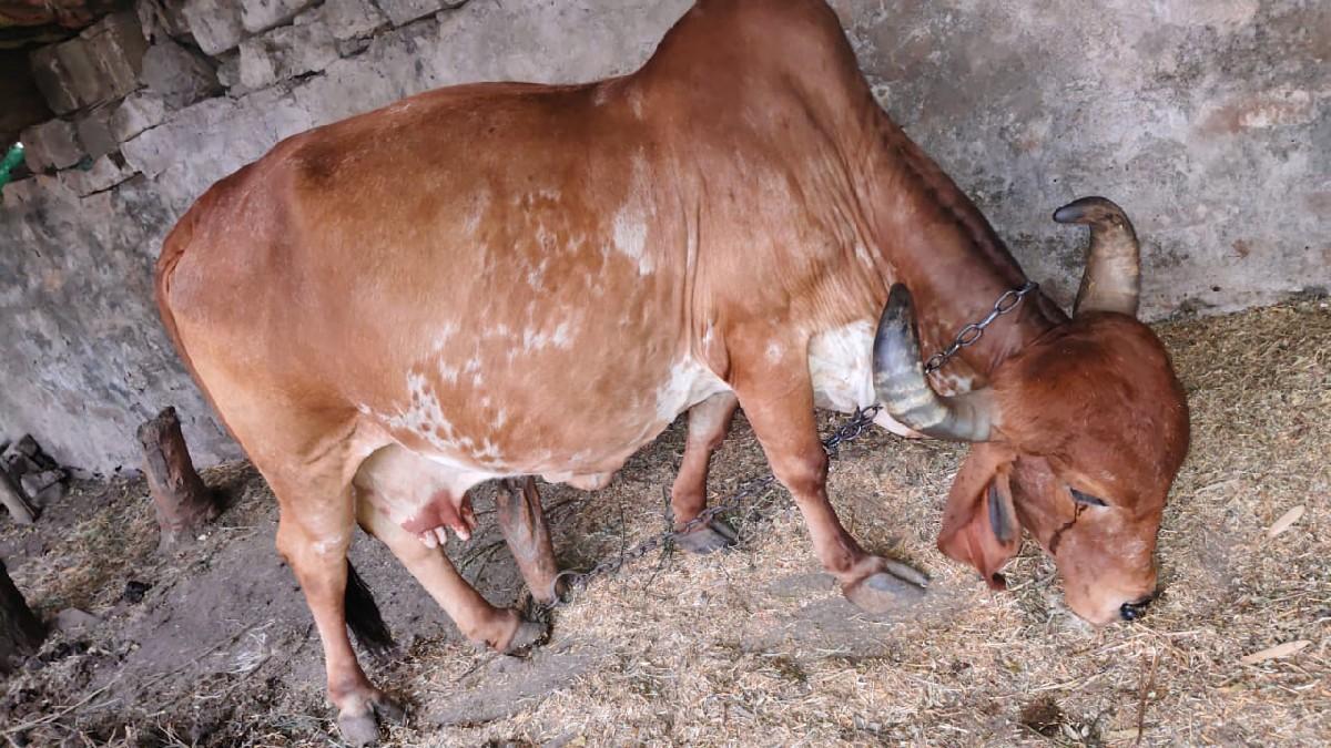 ગીર ગાય વેશવા ની છે