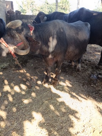 थंबनेल 3