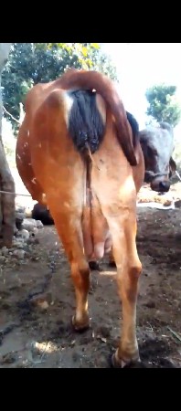 વેશવાનીછે