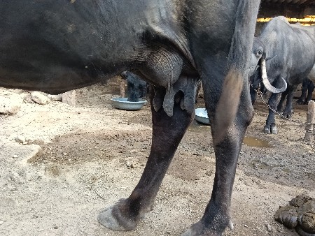 थंबनेल 3