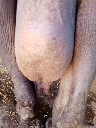 ભેશ વેછવાની છે