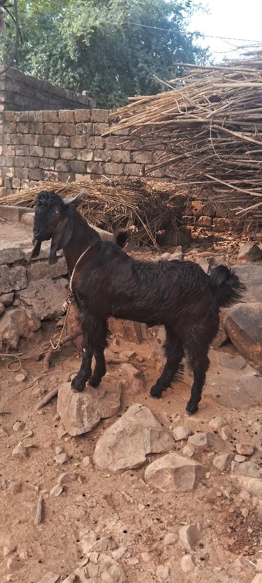 થંબનેલ 2