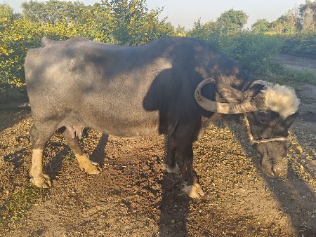 2 મહિના ની ગાભણ