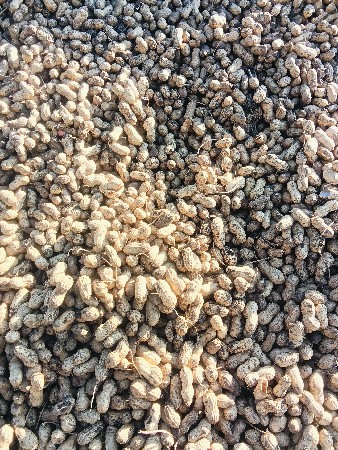 K-41 માંડવી બિયારણ માં દેવાની છે.