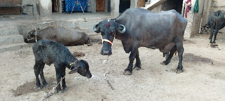 थंबनेल 3