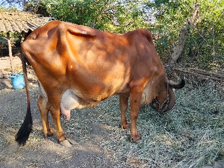 थंबनेल 2