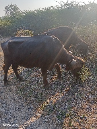 આ ભેંસ વેસવાનીછે