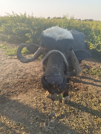 थंबनेल 2