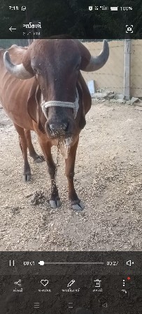 હોકી વેચવાની છે દેસી છે